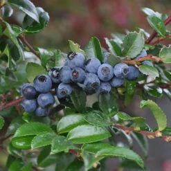 Alpha Evergreen Huckleberry