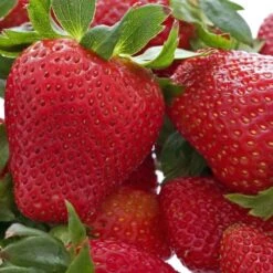 Honeoye Strawberry