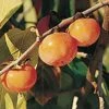 Prairie Dawn ™ American Persimmon