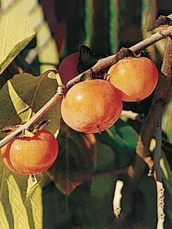 Prairie Dawn ™ American Persimmon