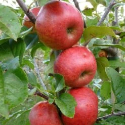 Unbeatable Urban Apple Bundle (3 Trees) -Blooming Fruit Tree Shop AppleRedWindsor