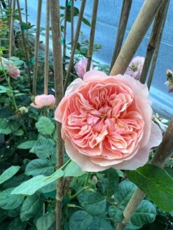 FLAVORETTE™ Honey-Apricot Rose -Blooming Fruit Tree Shop D523EFDA 5A0E 479B 842A 2757DCD6376E