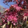 Hansen's Red Fleshed Crabapple