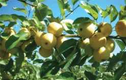 Harrison Cider Apple