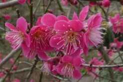 Roseglow Flowering Apricot