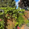 Freyr Trellis Extension By Seattle Urban Farm Company