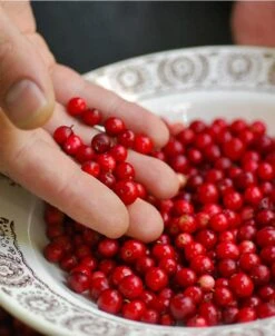 Balsgard Lingonberry
