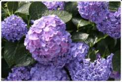 Let's Dance® Blue Jangles® Reblooming Hydrangea -Blooming Fruit Tree Shop bjangle