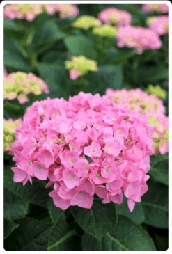 Let's Dance® Blue Jangles® Reblooming Hydrangea -Blooming Fruit Tree Shop bjangle2