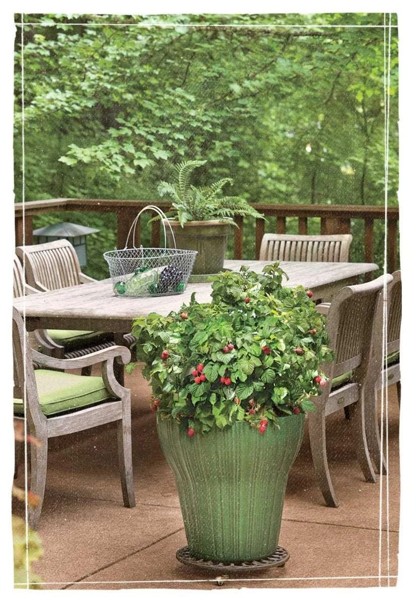 Bushel And Berry® Raspberry Shortcake® Raspberry 1 Bushel And Berry® Raspberry Shortcake® Raspberry