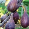Nordland Fig