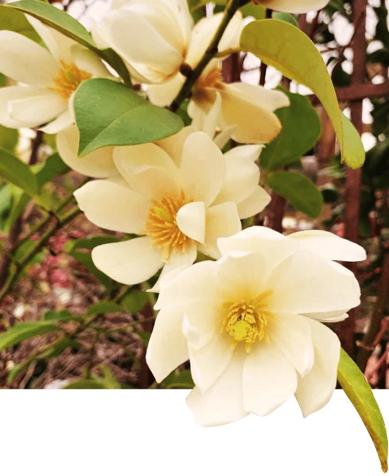 Michelia Doltsopa "Fairy Cream" 1 Michelia Doltsopa "Fairy Cream"