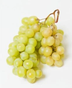 Himrod Seedless Grape