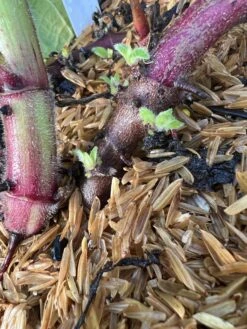 Purple Yacon -Blooming Fruit Tree Shop image 82187f30 873f 47de 989e 30847d731294 3
