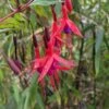 Chilean Fuchsia