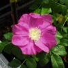 Jubilee Rosa Rugosa