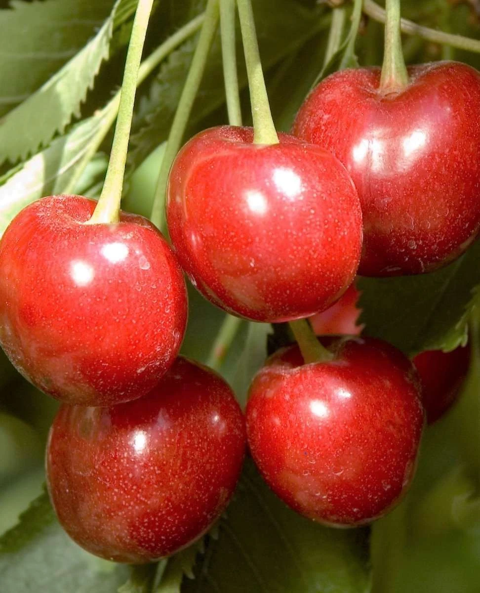 Minnie Royal Cherry 1 Minnie Royal Cherry