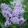 President Grevy Lilac