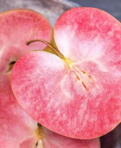 Blooming Fruit Tree Shop -Blooming Fruit Tree Shop red fleshed 1