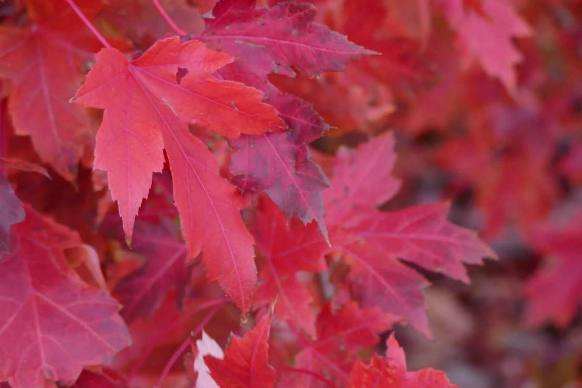 Red Sunset® Maple Tree 1 Red Sunset® Maple Tree