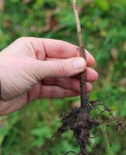 OHxF 333 Pear Rootstock