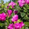 Rosa Rugosa 'Rubra'