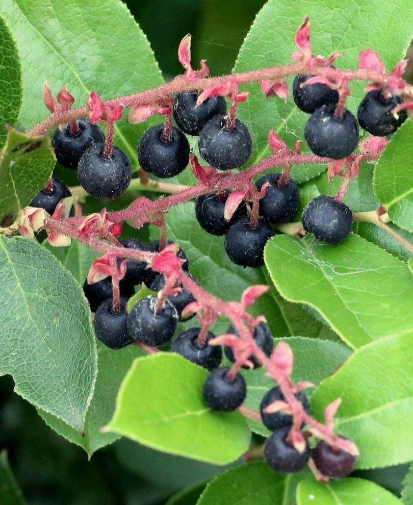 Salal 1 Salal