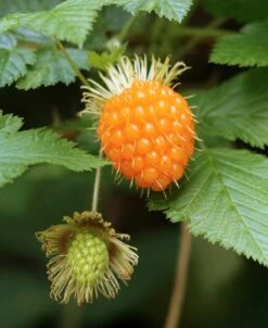 Salmonberry