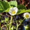 Male Musk Strawberry