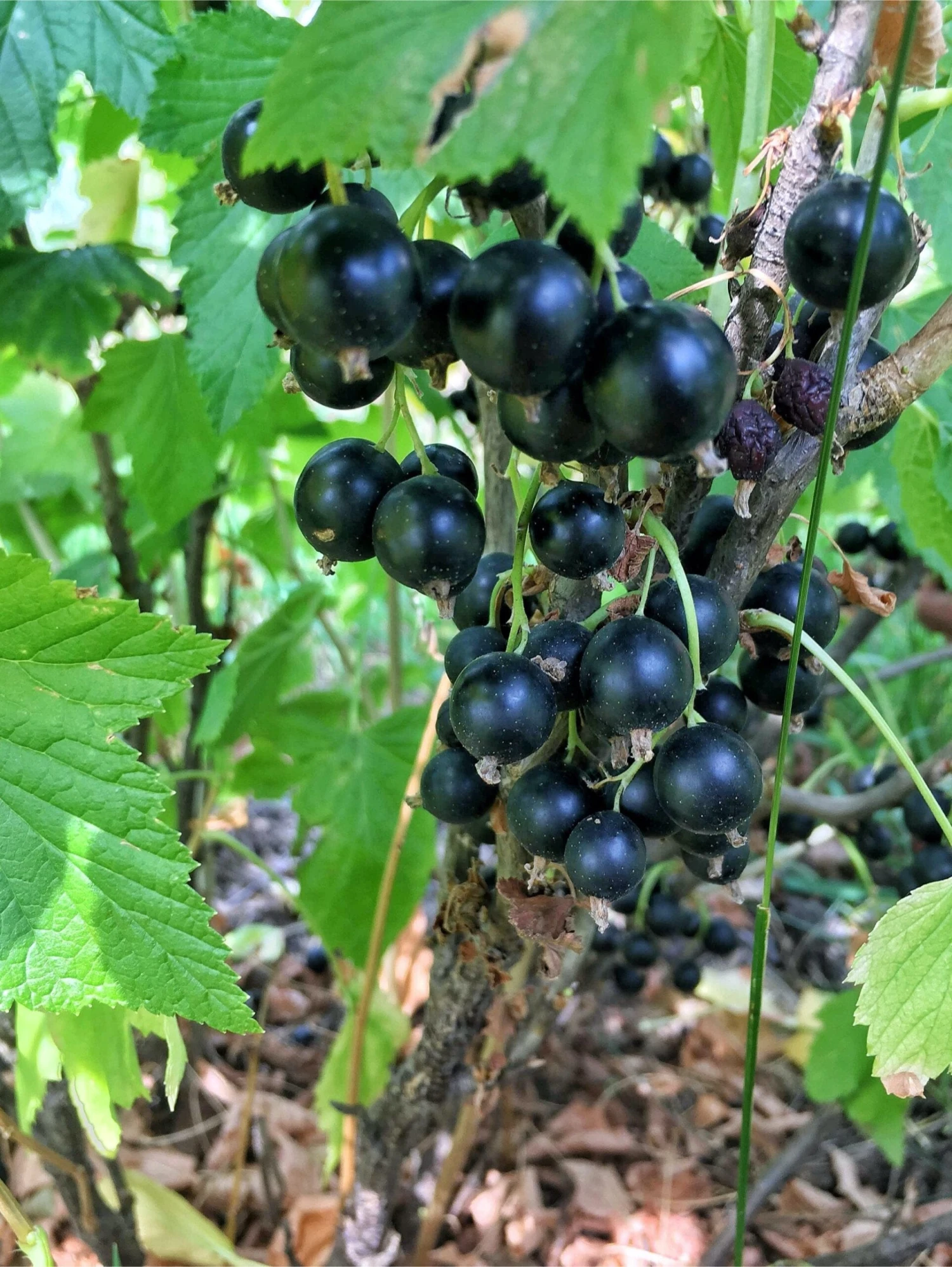 September Black Currant 1 September Black Currant