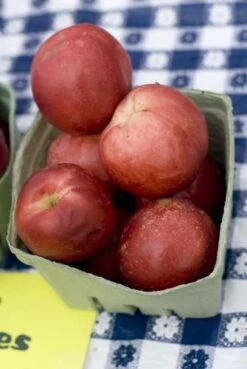 Raspberry Red Nectarine