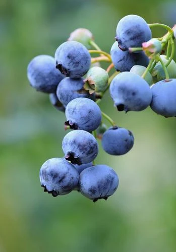 Bushel And Berry® Perpetua® Blueberry 1 Bushel And Berry® Perpetua® Blueberry