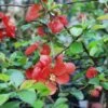 Victory Flowering Quince