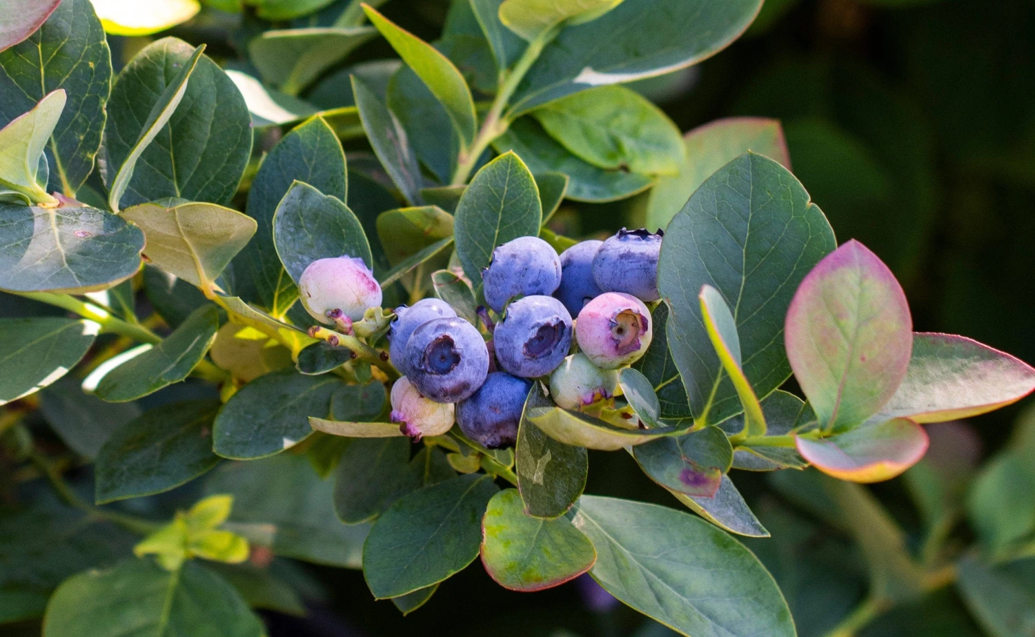 Bushel And Berry® Silver Dollar® Blueberry 1 Bushel And Berry® Silver Dollar® Blueberry