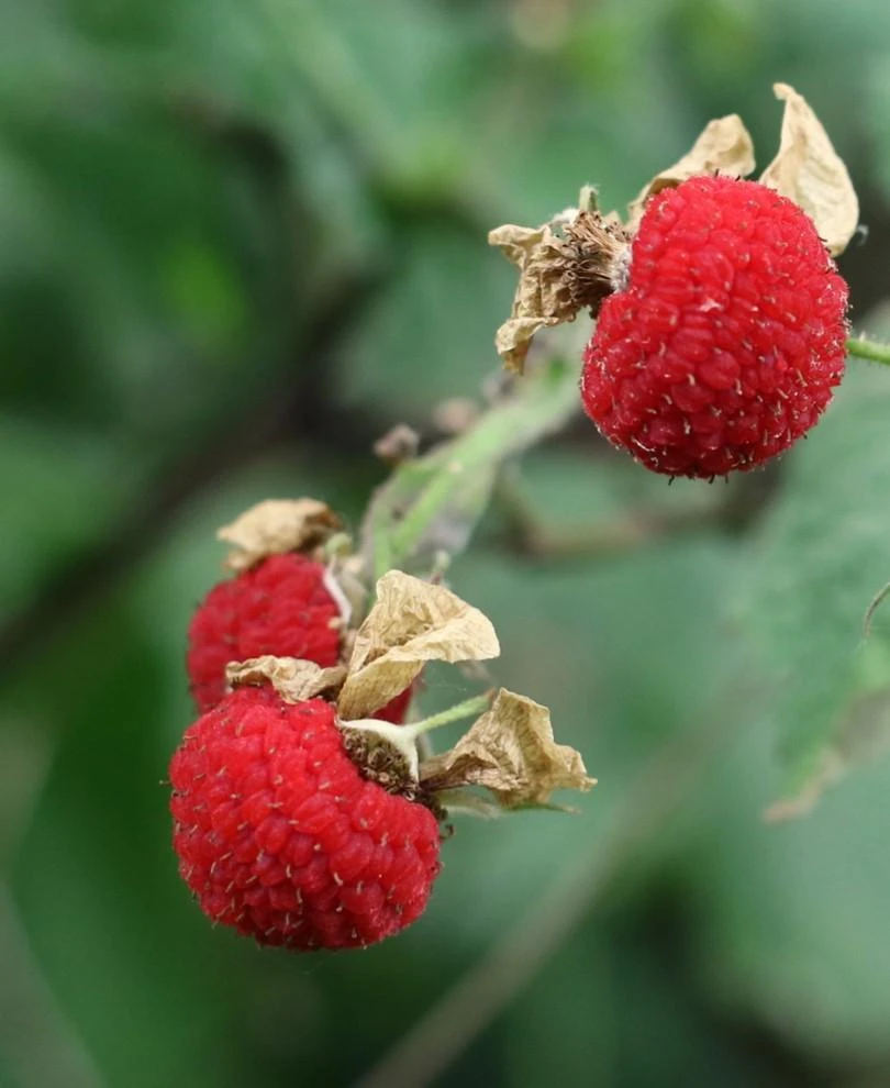 Thimbleberry 1 Thimbleberry