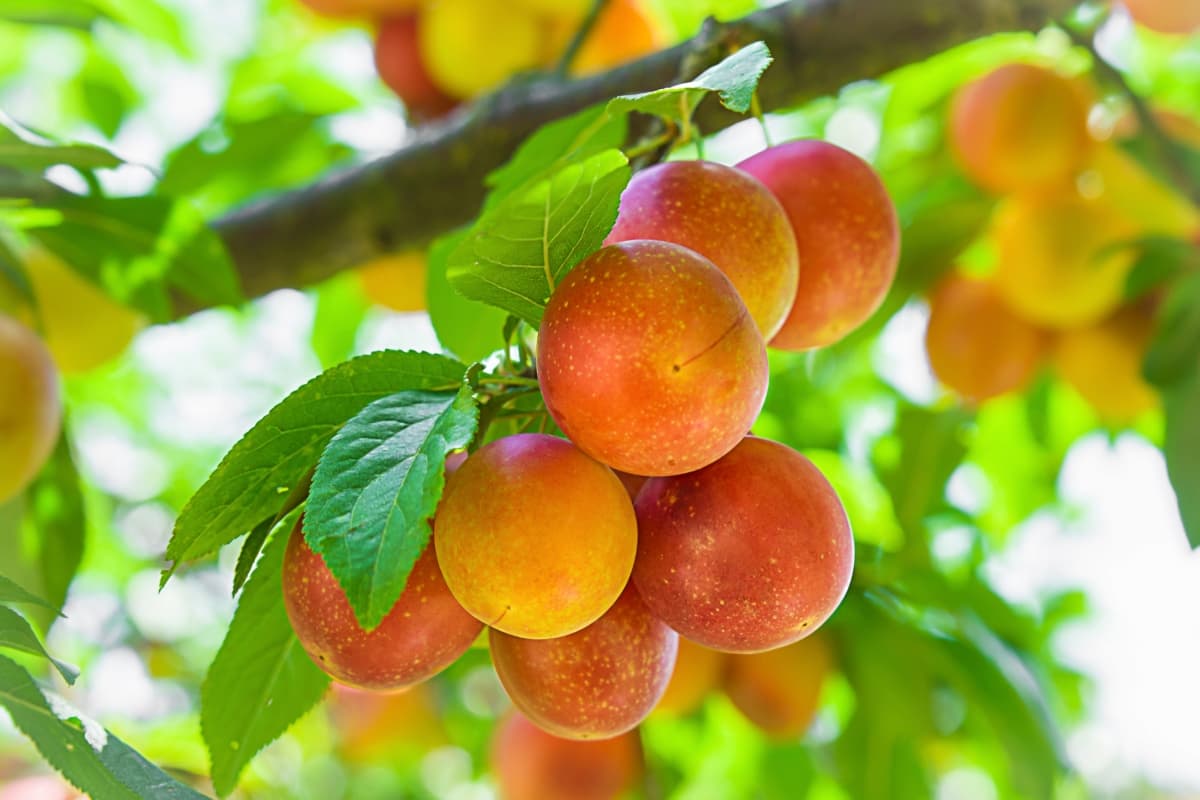 Blooming Fruit Tree Shop -Blooming Fruit Tree Shop Plum Varieties Commercial Information in India 1