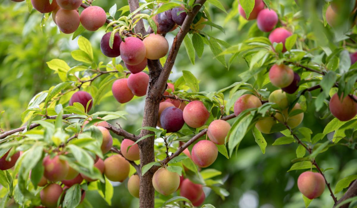 Blooming Fruit Tree Shop -Blooming Fruit Tree Shop Plum tree How to grow and care for plums in your backyard f