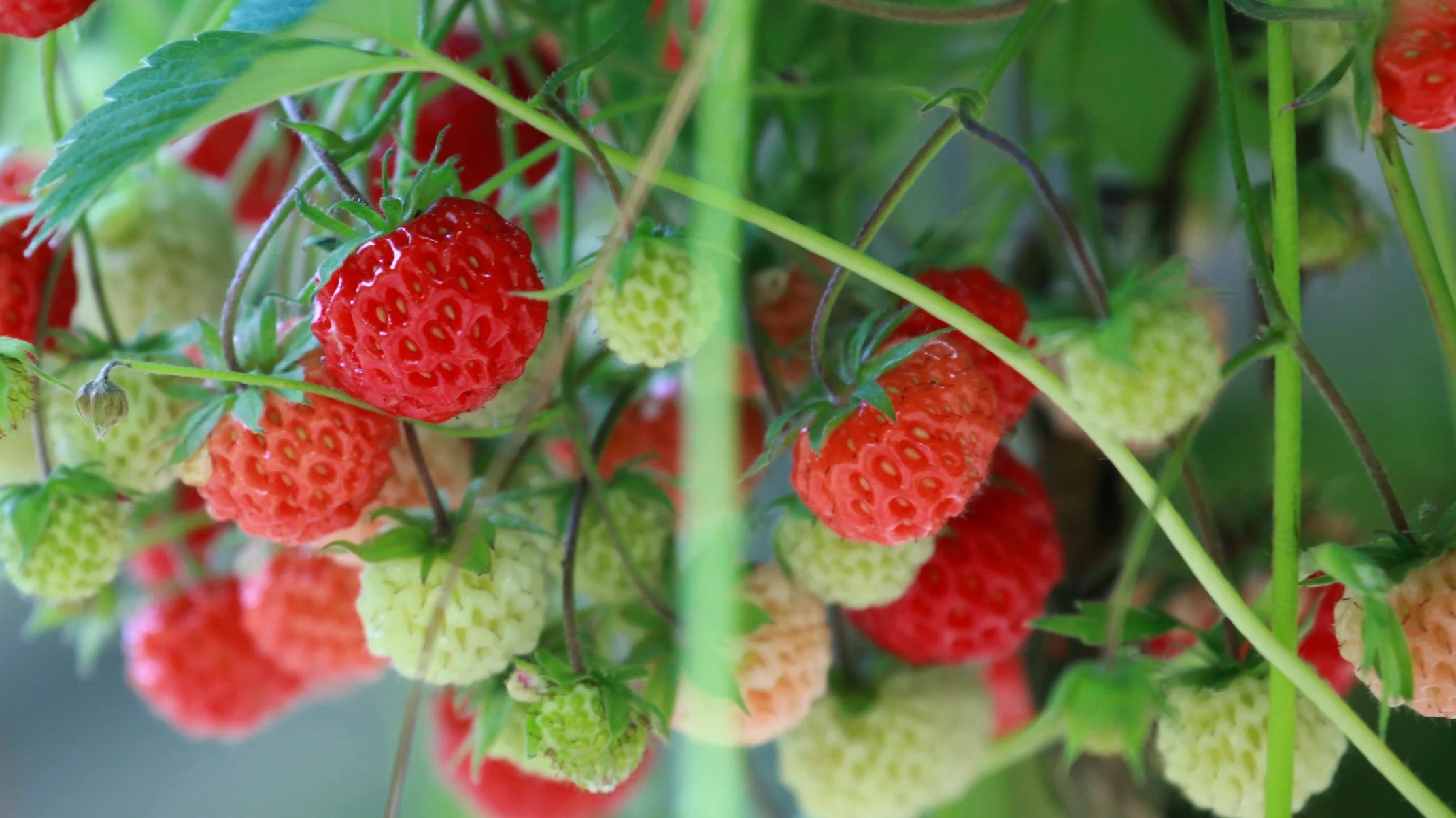 Blooming Fruit Tree Shop -Blooming Fruit Tree Shop Scarlet Headline Banner